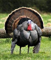 180px-thanksgivingturkey